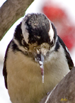Downy Woodpecker